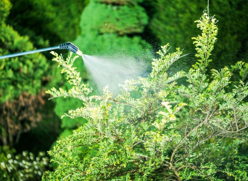 Opryski są konieczne, gdy nasze rośliny często porażają choroby i są atakowane przez szkodniki.