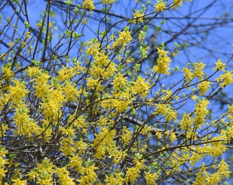 Nowy sposób przycinania krzewów. Pozwala zachować ich naturalny kształt i pobudza kwitnienie