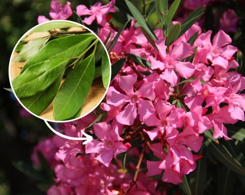 Kwitnie od wiosny do jesieni. Jak przedłużyć kwitnienie oleandra?