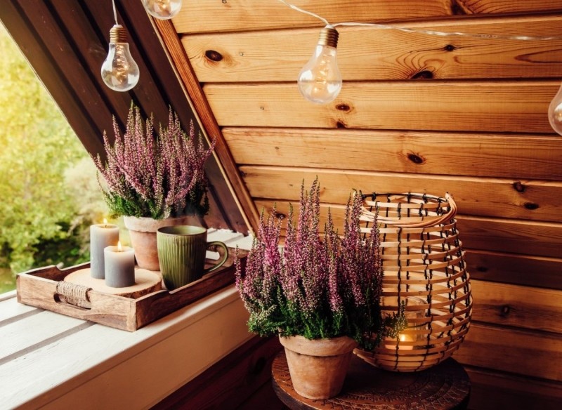 wrzosy rośliny które przynoszą pecha