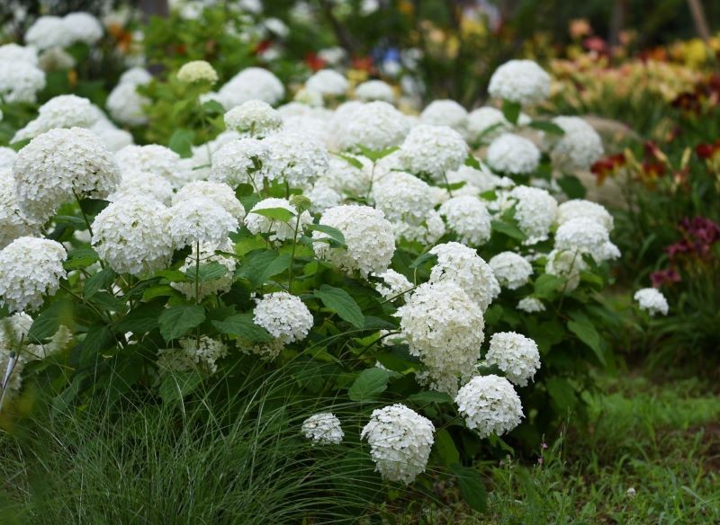 Nawozy pobudzają hortensję do kwitnienia.