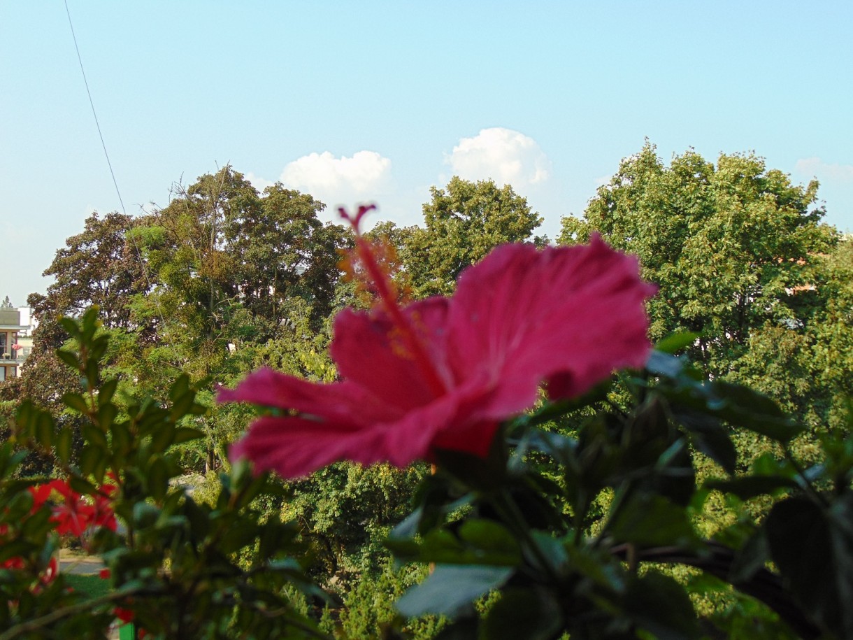 Rośliny, Pełnia lata ............... - ..................i hibiskus...............