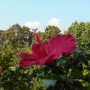 Rośliny, Pełnia lata ............... - ..................i hibiskus...............