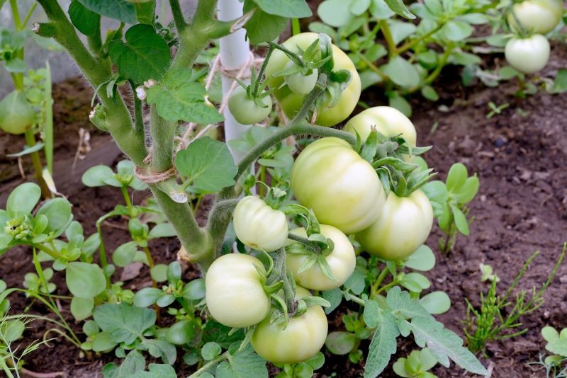 Jak podlewać pomidory latem, aby plony były obfite?