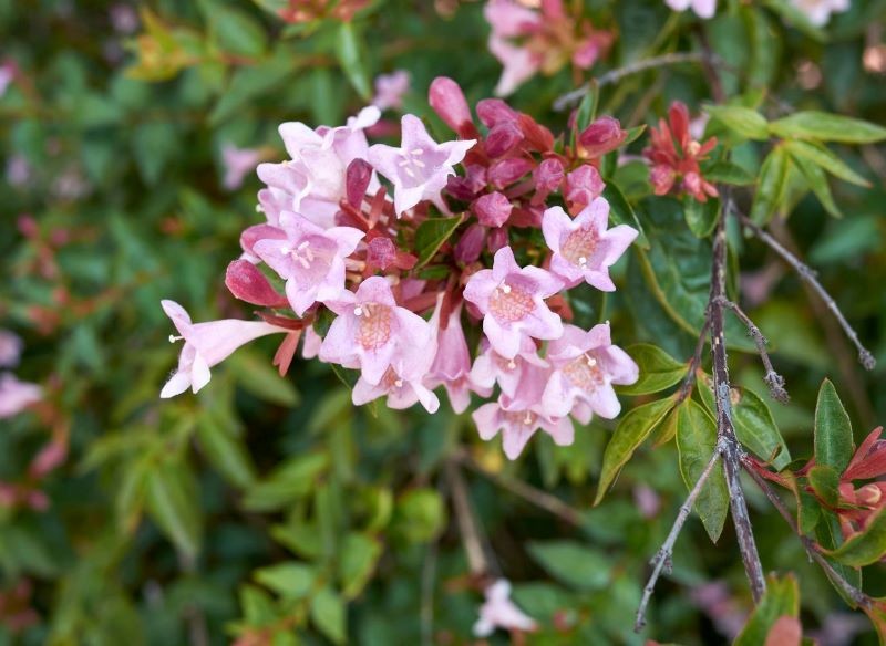 Abelia wielkokwiatowa przypomina krzewuszkę cudowną.