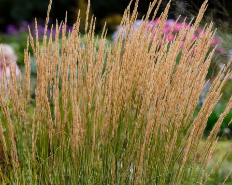 Najpiękniejsze trawy ozdobne do ogrodu. Niektóre tworzą gęsty żywopłot