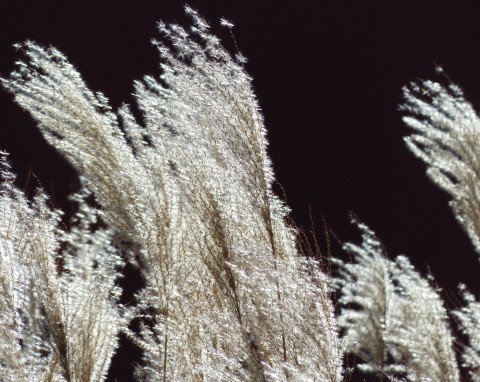 Miskant chiński (Miscanthus sinensis)