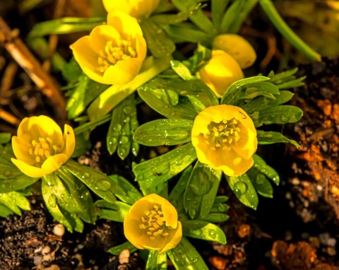 Rannik zimowy (Eranthis hiemalis)