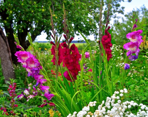 Dalie, mieczyki i lilie - sadzenie kwiatów cebulowych