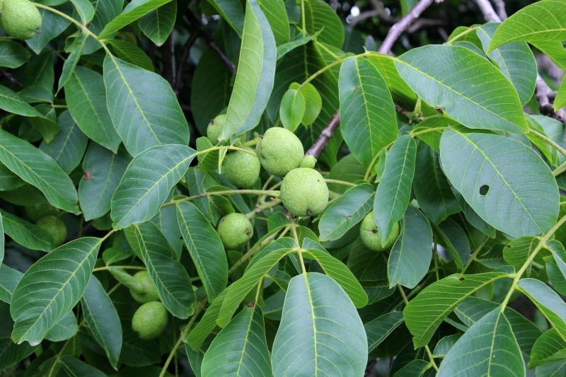 W sierpniu możemy delikatnie przyciąć starego orzecha włoskiego.