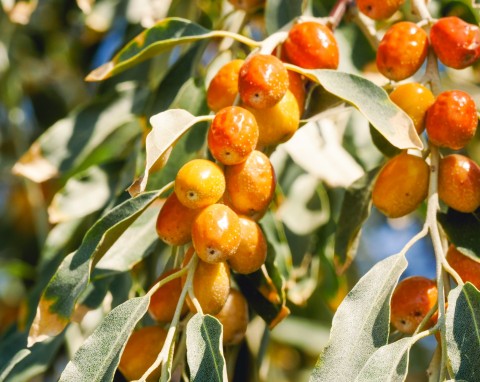 Oliwnik wąskolistny (Elaeagnus angustifolia)