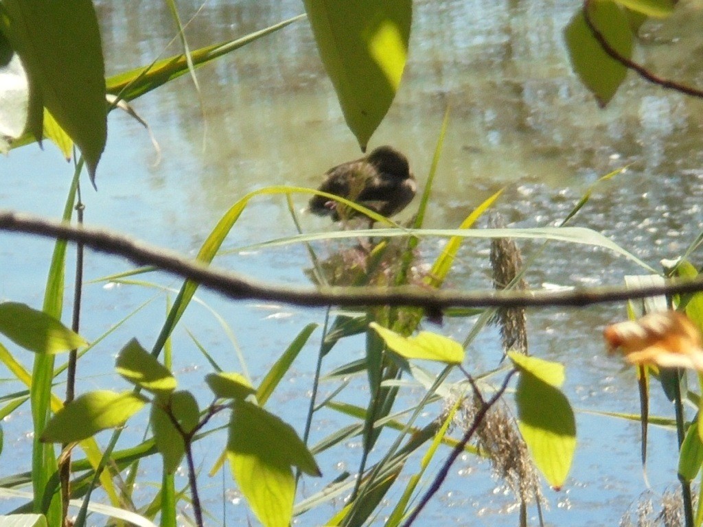 Pozostałe, NATURA w PEŁNEJ  KRASIE - Park Mickiewicza