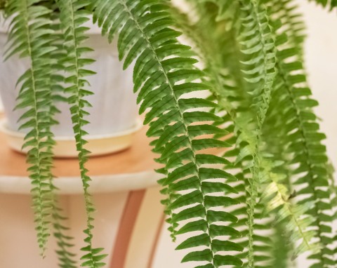 Wrzuć do podstawki, a zadziała na paprotkę lepiej niż odżywka. Będzie dużo bujnych liści