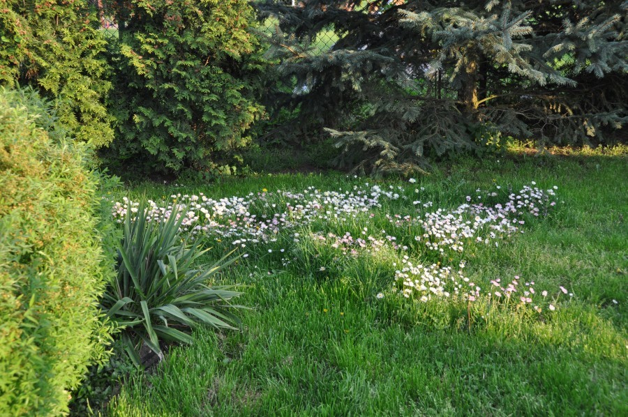 Pozostałe, I znów zakwitły bzy:)