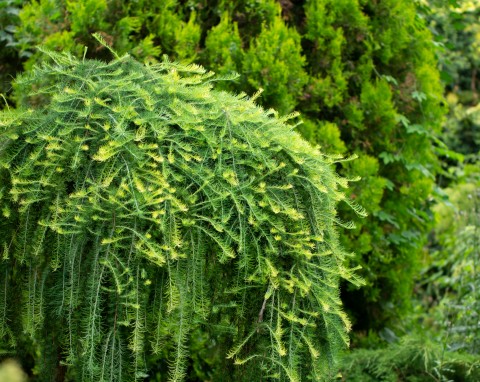 Modrzew japoński (Larix kaempferi)