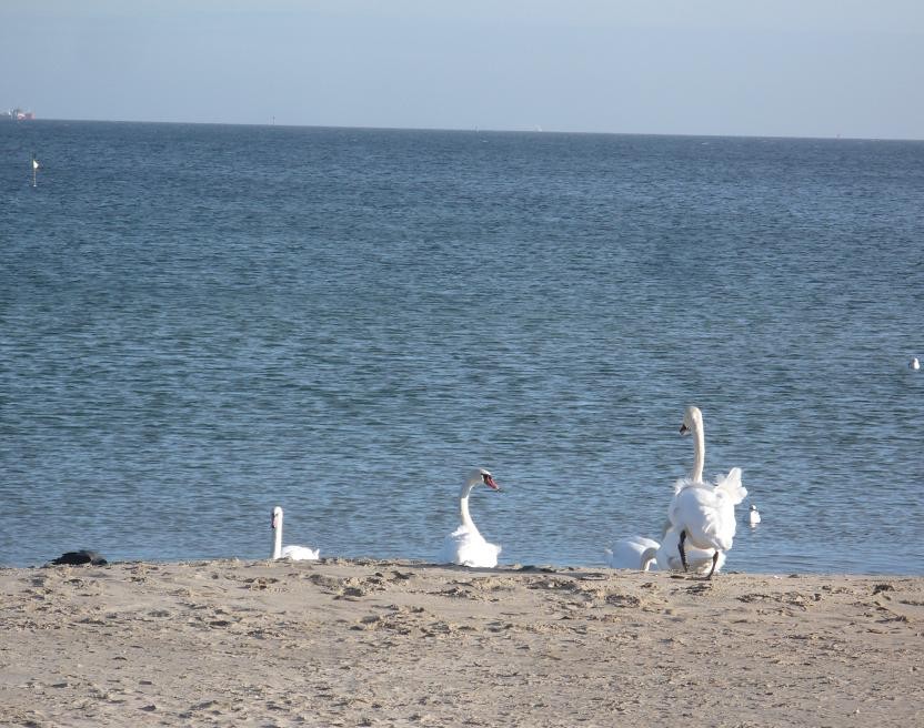 Pozostałe, Niebieska....... prawie wiosenna galeria znad morza .......... - ............i łabędzie.............