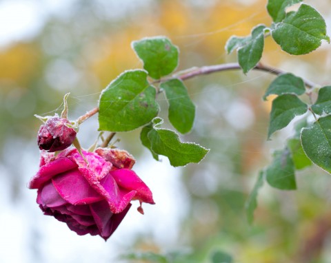 Jak zabezpieczyć róże przed nadchodzącą zimą?