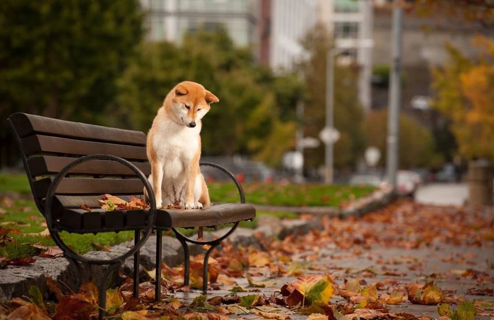 Pozostałe, jesiennie... - Hachiko :)