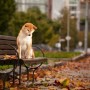 Pozostałe, jesiennie... - Hachiko :)