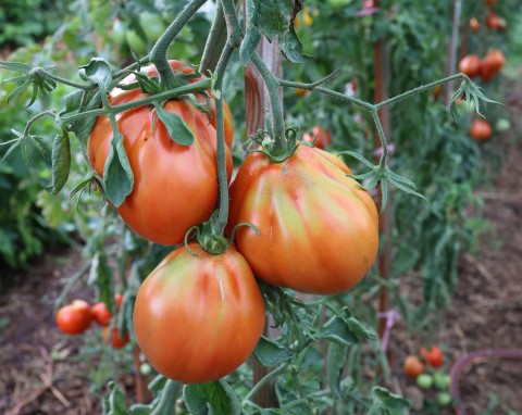 Właśnie na takiej głębokości trzeba sadzić pomidory. To sekret udanej uprawy