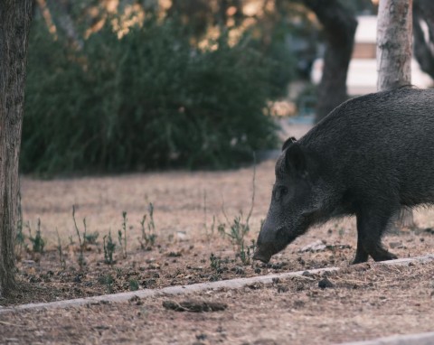 Co zrobić, gdy dzik zryje ci ogród? Bezpieczne i skuteczne metody na odstraszanie dzikich zwierząt