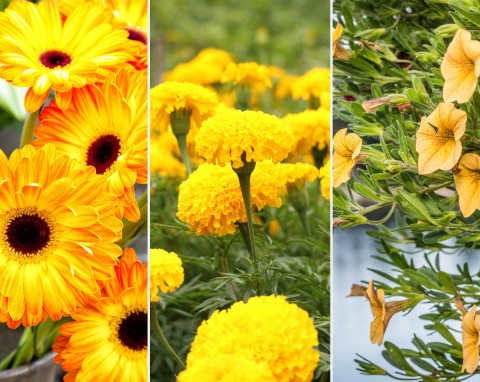 Pomysły na żółte kompozycje na tarasie. 13 najciekawszych gatunków kwiatów