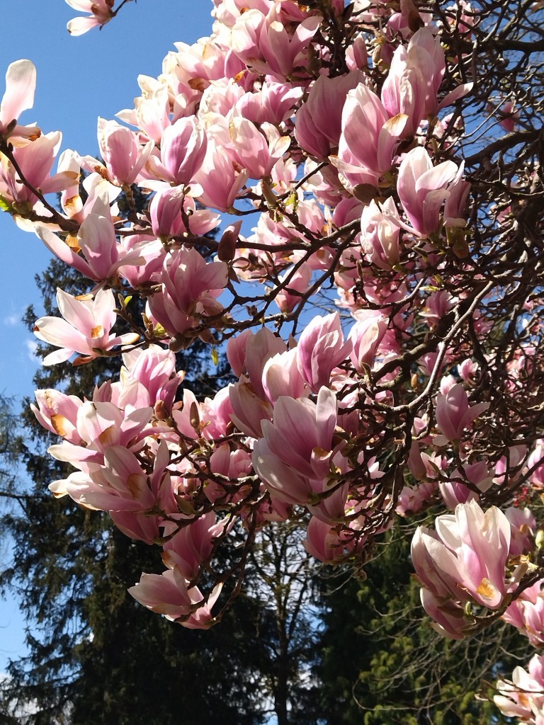 Rośliny, Majówka .................. - Najpiękniejszy miesiąc maj roztacza przed nami swoje wdzięki................rozkwitły magnolie .................jest pięknie ...............chwilo trwaj...........