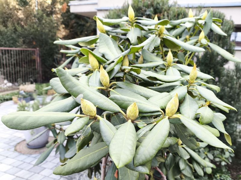 Czego potrzebują rododendrony? Przede wszystkim azotu, fosforu i potasu.