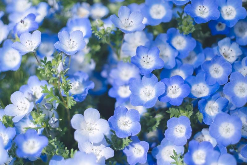 Porcelanka Menziesa nie sprawi kłopotów w uprawie nawet początkującym.