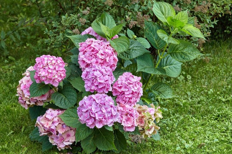 Jak zabezpieczyć hortensje ogrodowe na zimę?