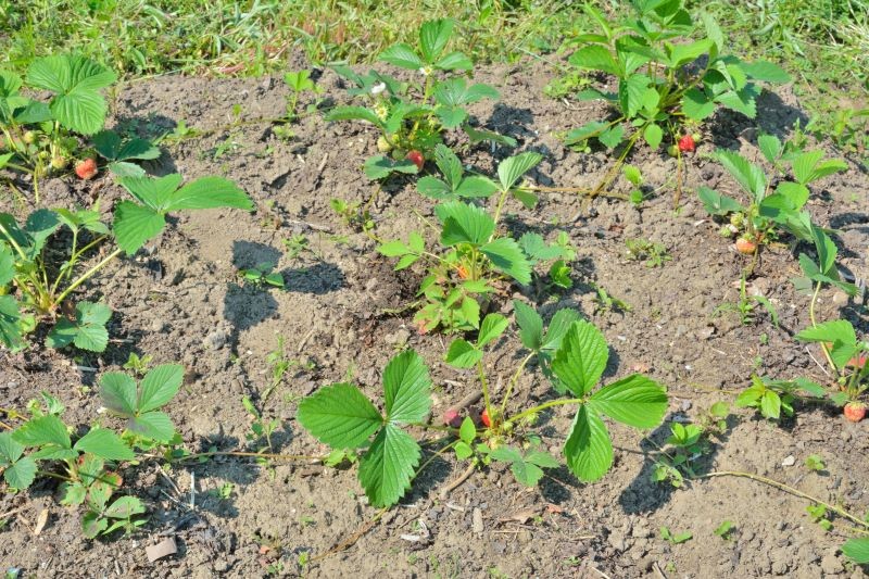 Jakie odmiany truskawek są najsmaczniejsze?