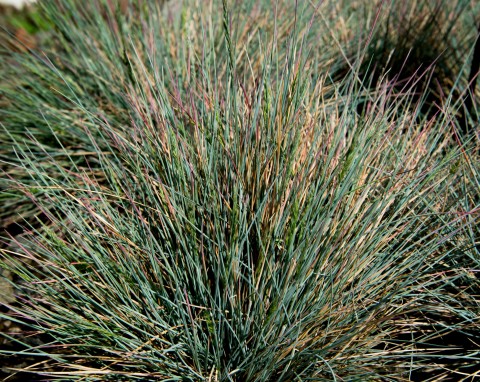 Kostrzewa nitkowata (Festuca filiformis)