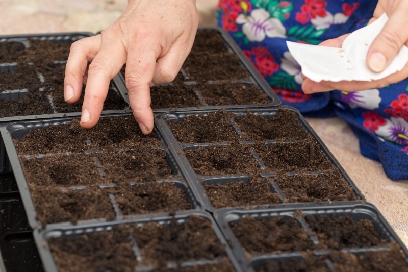 wysiew nasion kwiatów w styczniu 