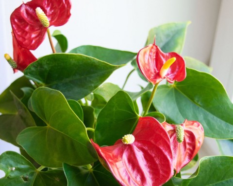 Liście anturium żółkną i zasychają na końcach. Znajoma florystka dała mi przepis na