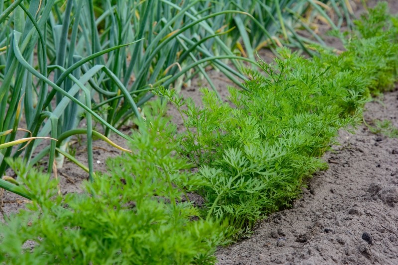 warzywa łatwe w uprawie