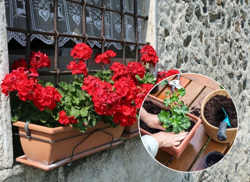 pelargonie