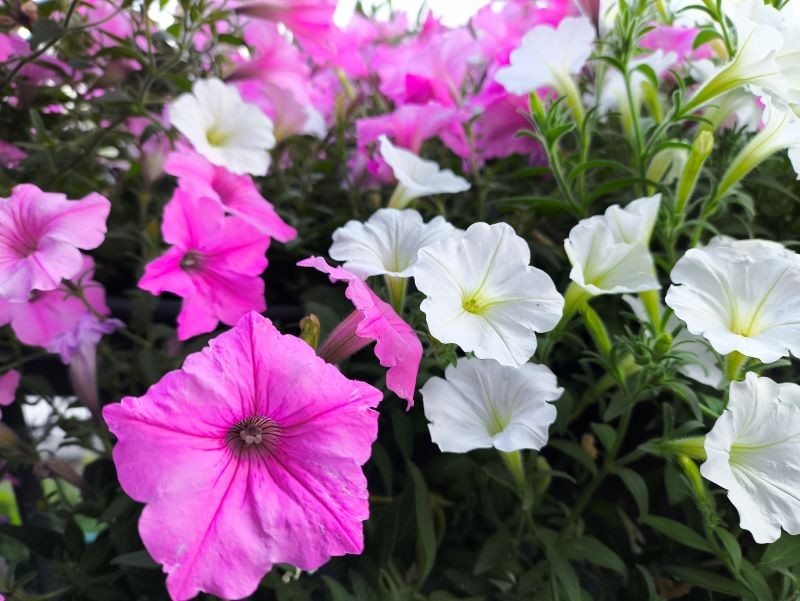 Czy więdnące surfinie można uratować?