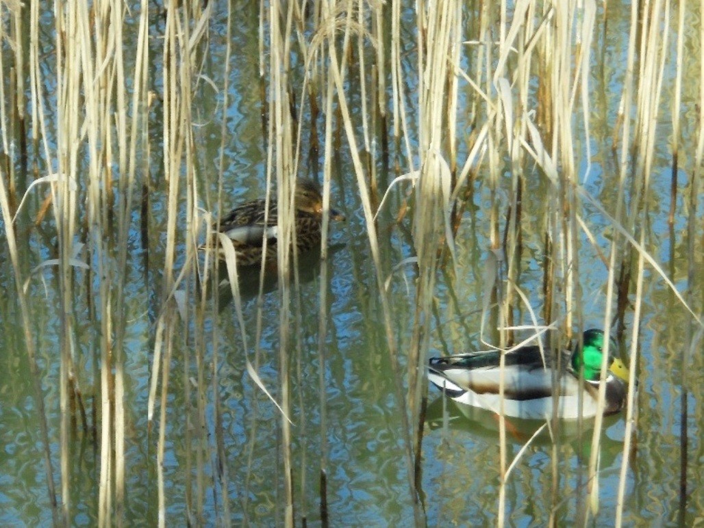 Pozostałe, LUTOWY  DZIEŃ  W  PARKU Mickiewicza - Park Mickiewicza