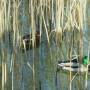 Pozostałe, LUTOWY  DZIEŃ  W  PARKU Mickiewicza - Park Mickiewicza