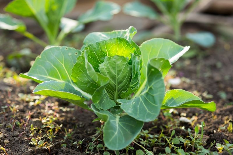 Kapusty nie powinniśmy uprawiać blisko pomidorów.