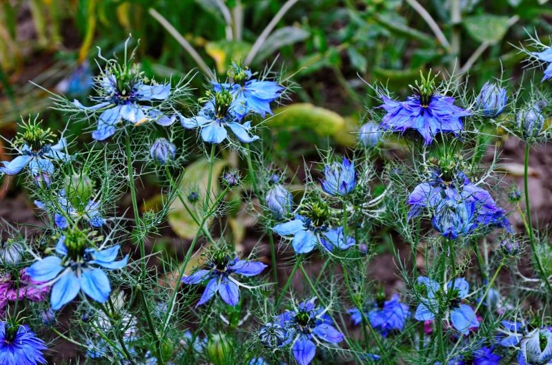 Czarnuszka siewna pięknie prezentuje się na rabatach. Zarówno w trakcie, jak i po kwitnieniu.
