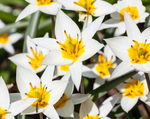 Tulipany powtarzające kwitnienie. Posadź je, będą kwitły latami