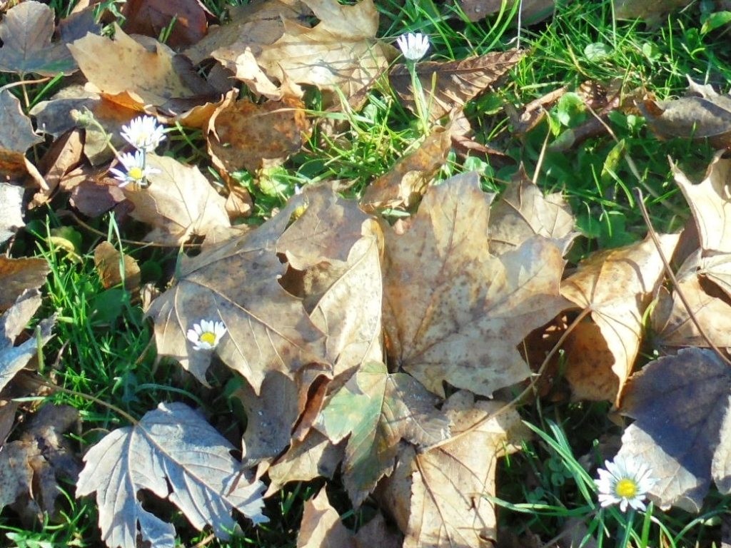 Rośliny, JESIEŃ  LŚNI  ZŁOCIŚCIE - Park Kachla Bytom