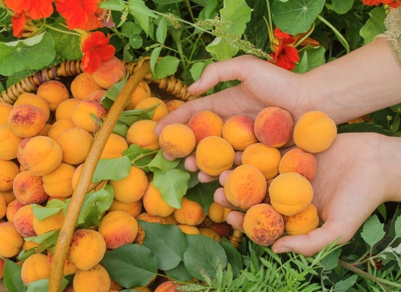 pielęgnacja moreli po owocowaniu