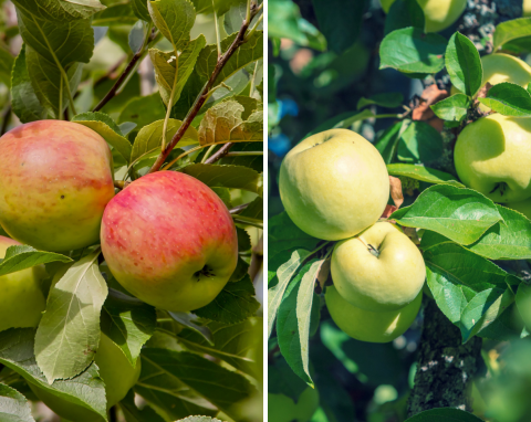 5 wczesnych odmian jabłoni, które warto mieć w swoim ogrodzie. Ich owoce są przepyszne
