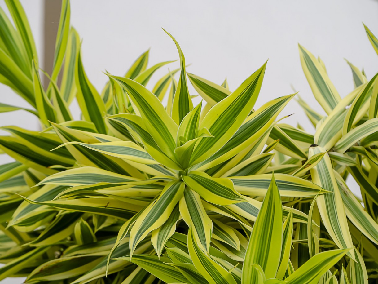 Sypialnia, Najlepsze rośliny do sypialni - Dracena odwrócona

Jest gatunkiem drzewiastej draceny, dorastającej do 1 metra wysokości o ozdobnych, łukowato wygiętych i długich lancetowatych liściach w kolorze zieleni, z pięknymi, kremowymi brzegami. Jest rośliną łatwą w uprawie, lubiącą jasne, ale nienasłonecznione stanowiska, wymagającą ciepła (zimą minimum 15 stopni Celsjusza), która nie toleruje zarówno nadmiaru wilgoci, jak i przesuszenia bryły korzeniowej.

Fot.123RF.com