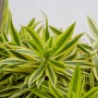 Sypialnia, Najlepsze rośliny do sypialni - Dracena odwrócona

Jest gatunkiem drzewiastej draceny, dorastającej do 1 metra wysokości o ozdobnych, łukowato wygiętych i długich lancetowatych liściach w kolorze zieleni, z pięknymi, kremowymi brzegami. Jest rośliną łatwą w uprawie, lubiącą jasne, ale nienasłonecznione stanowiska, wymagającą ciepła (zimą minimum 15 stopni Celsjusza), która nie toleruje zarówno nadmiaru wilgoci, jak i przesuszenia bryły korzeniowej.

Fot.123RF.com