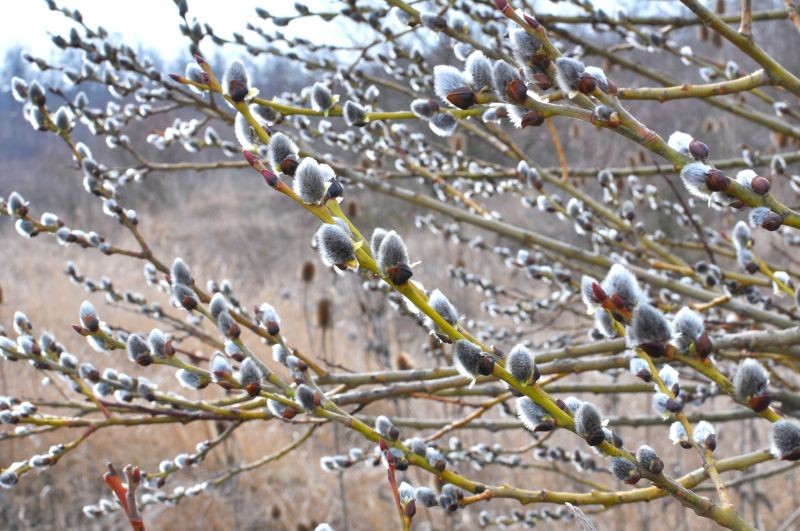 Bazie na wierzbie iwie są zwiastunem wiosny. Fot.&nbsp;orestligetka/123RF.com