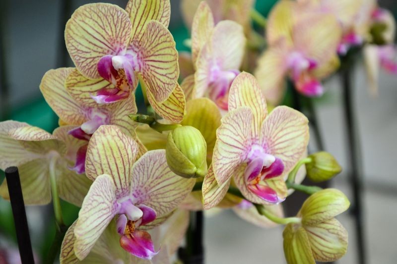 Uprawiając storczyki, trzeba uważać na niebezpieczne dla nich przenawożenie.