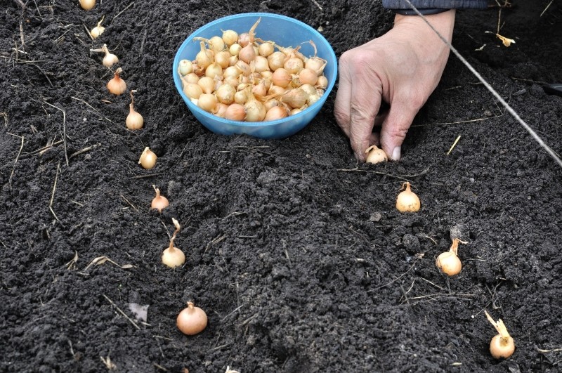 sadzenie cebuli metodą 3:15